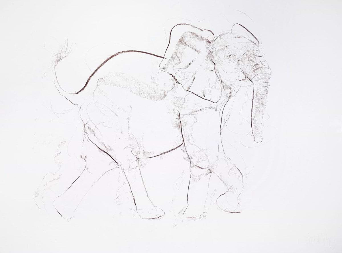 Young Elephant XVII