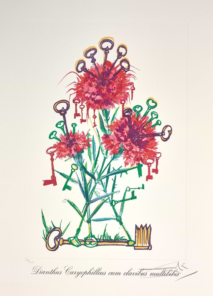 Dianthus carophillius cum clavinibus multibibis
