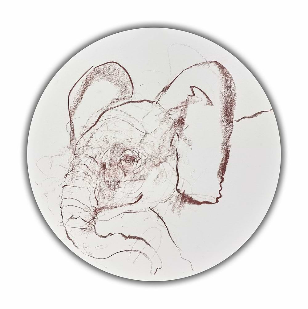 Young Elephant Sketch XVI