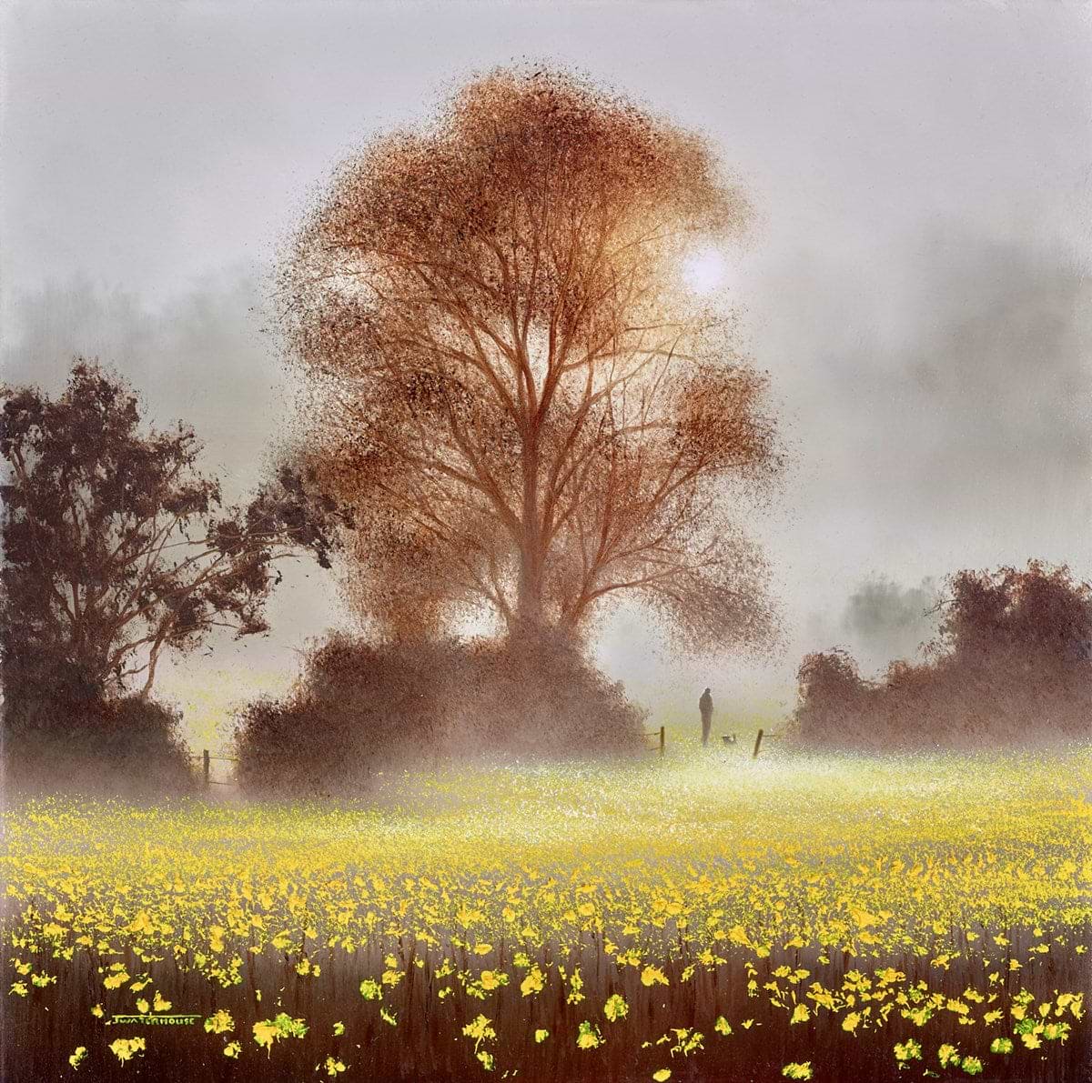 Buttercup Meadow