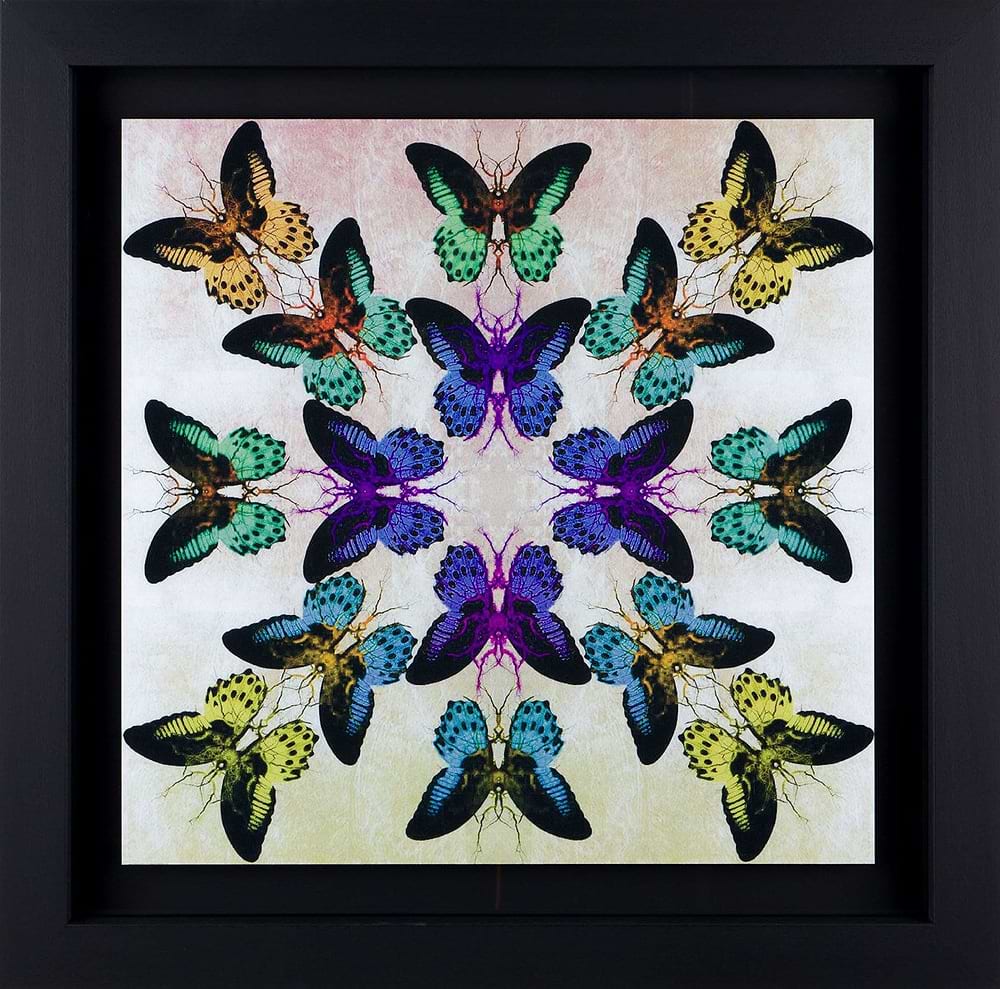 Collide (Framed)