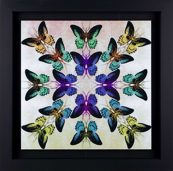 Collide (Framed)
