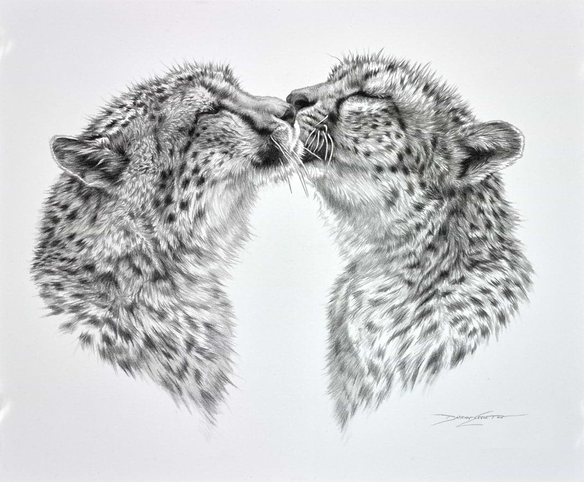 Cheetah Caress