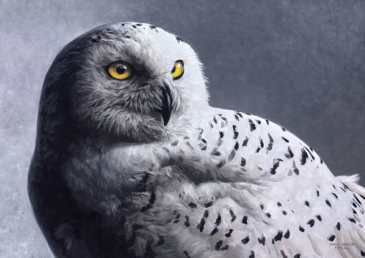 Snowy Owl III