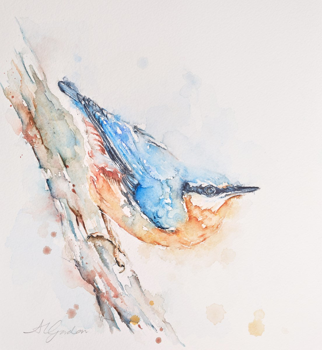 Busy Nuthatch