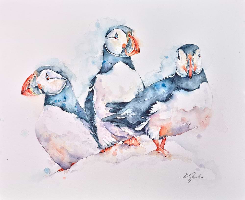 Puffin Trio
