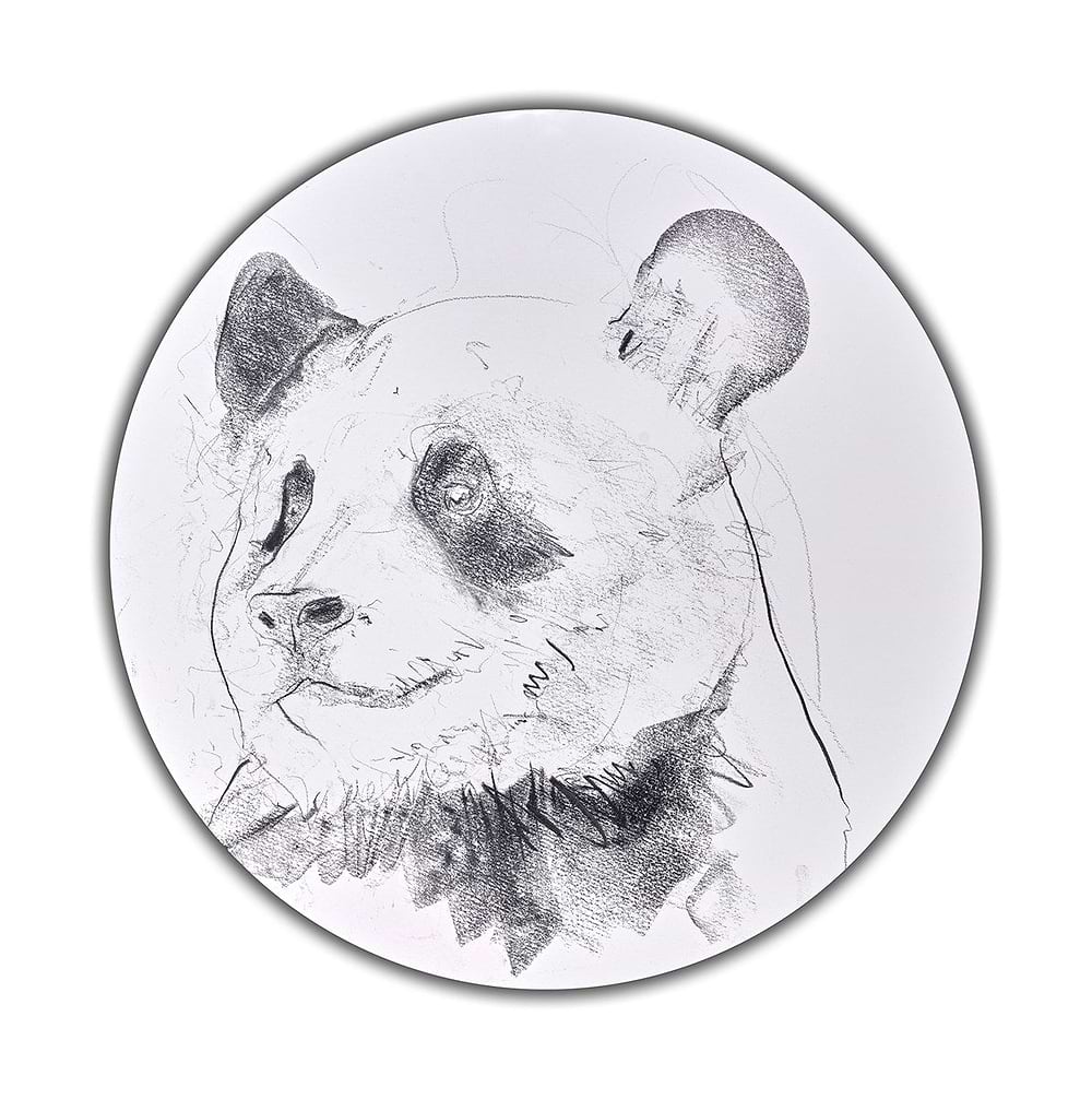 Giant Panda Study III