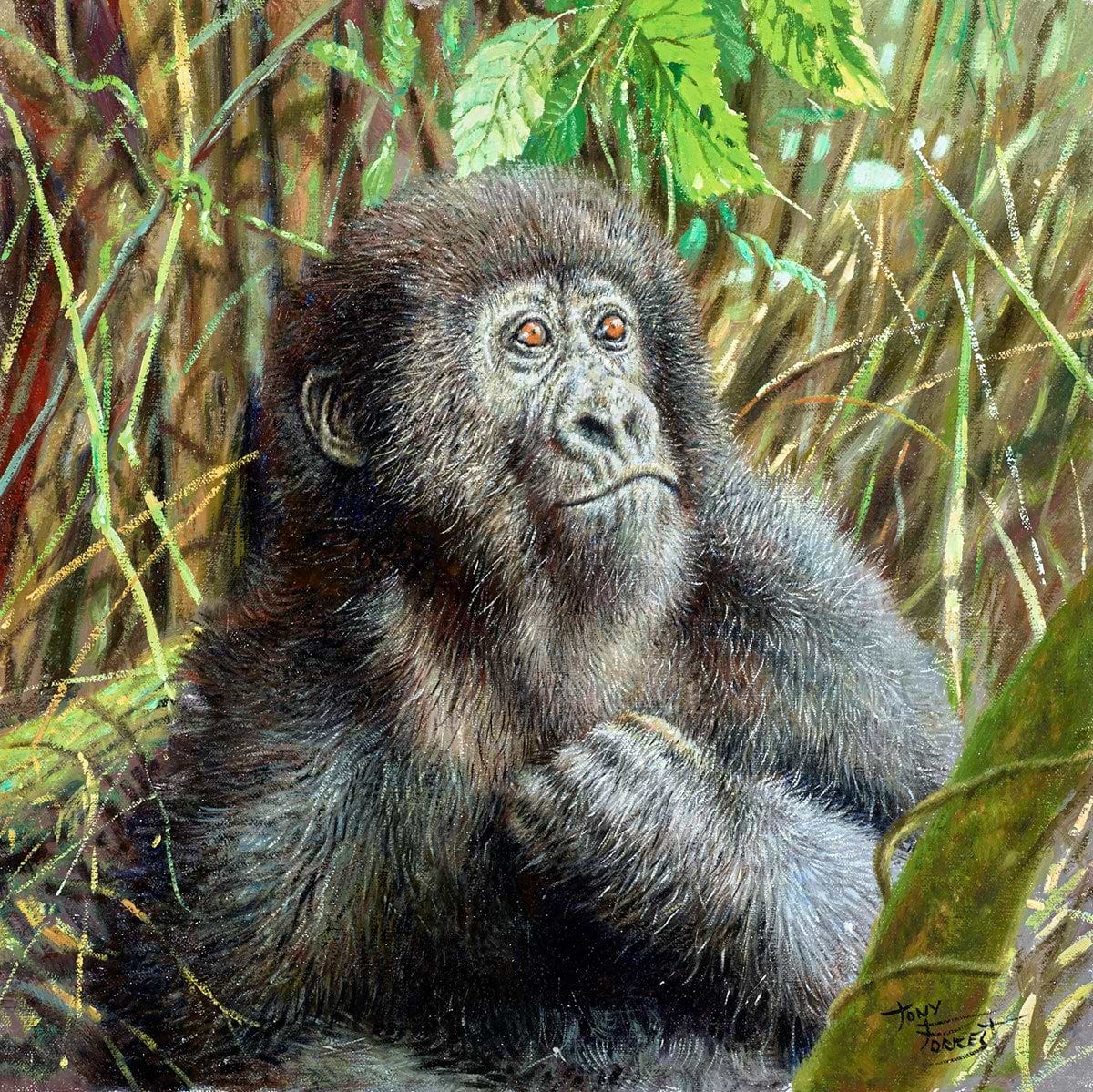 Young Mountain Gorilla, Rwanda