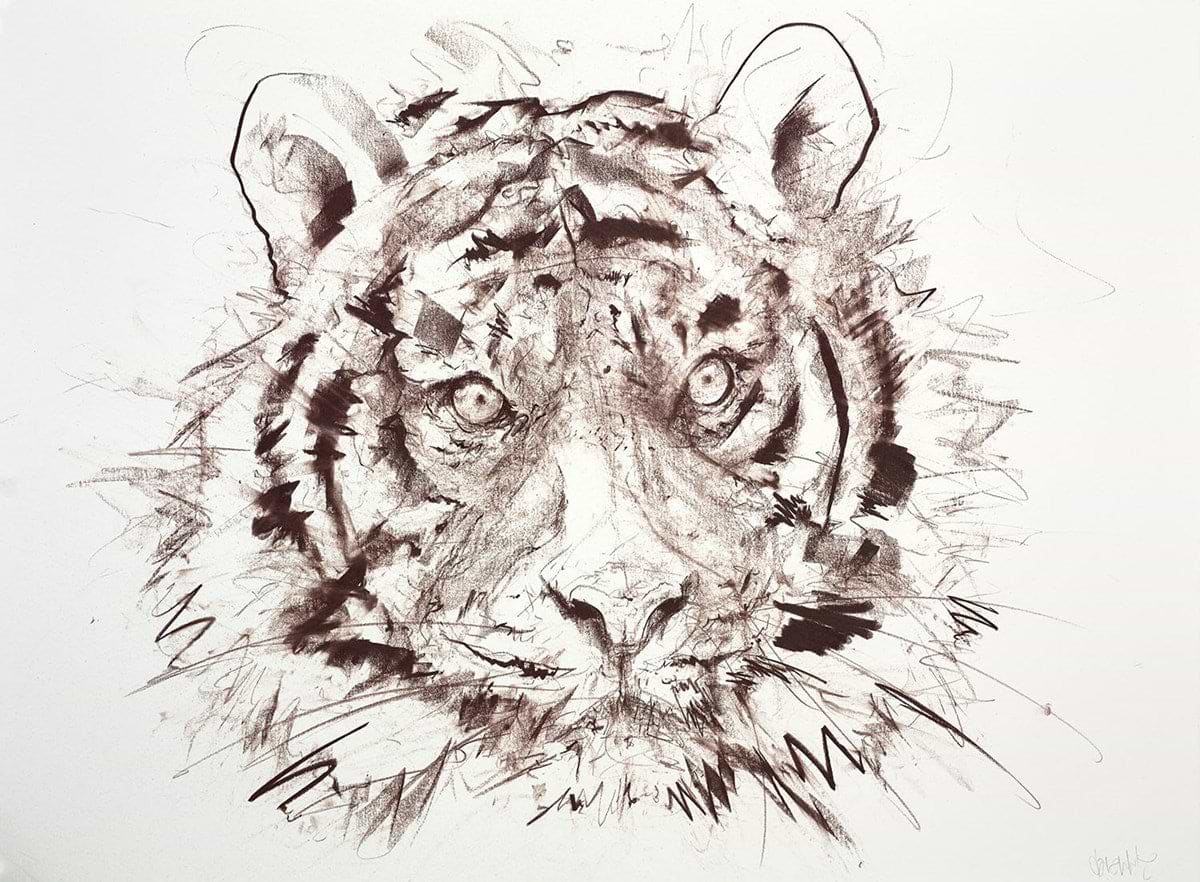 Tiger V (Study)