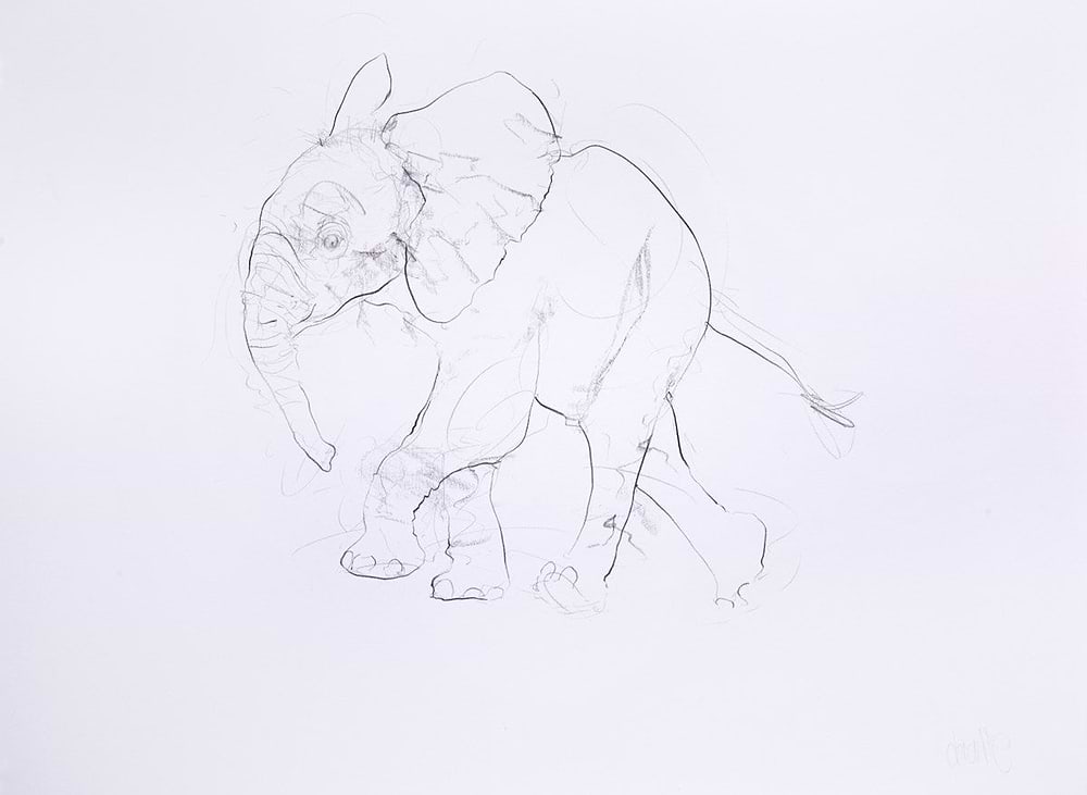 Young Elephant Sketch XI