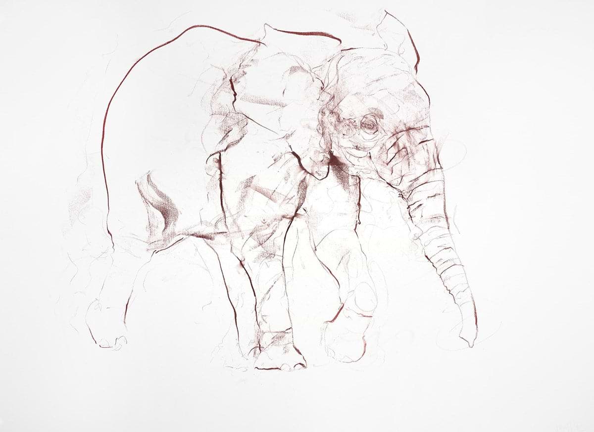 Young Elephant Sketch VI