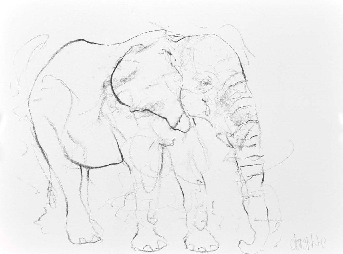 Elephant Study XX
