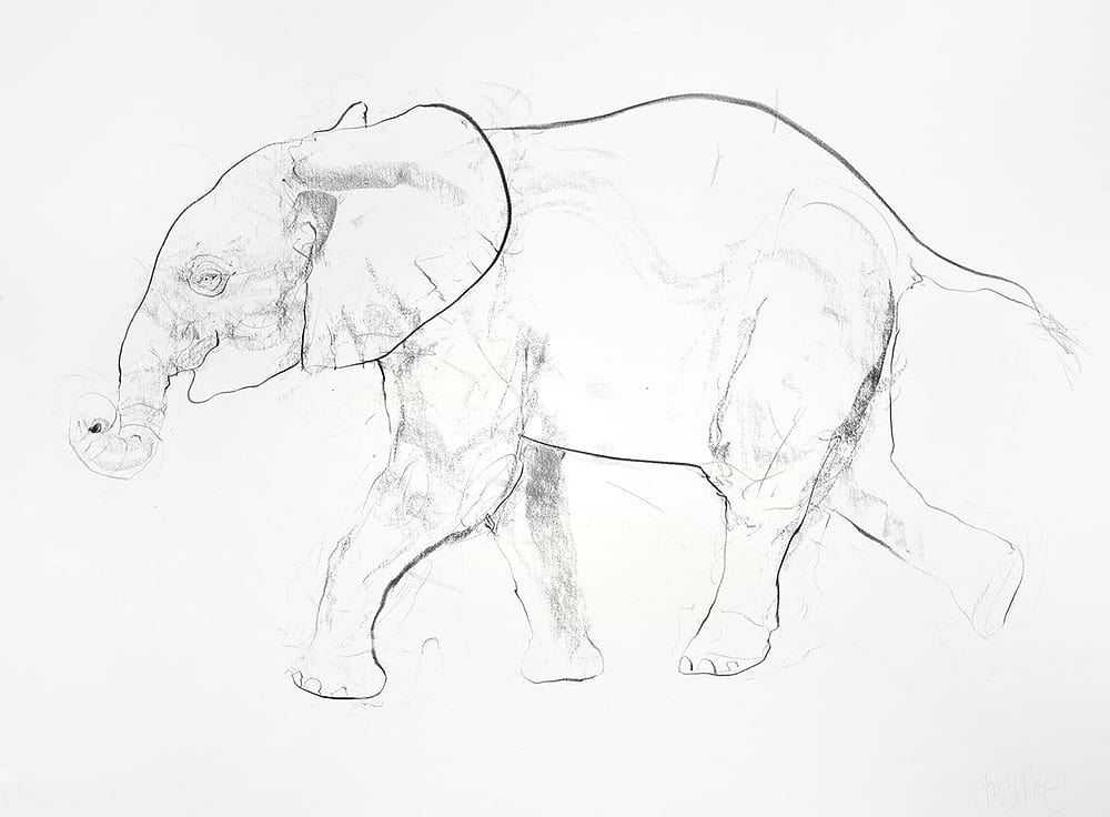 Young Elephant Sketch X