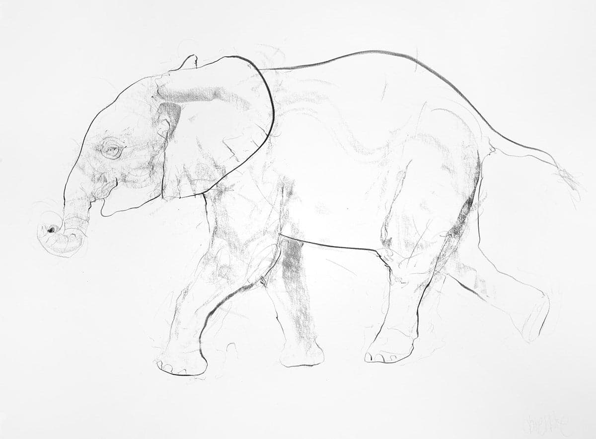 Young Elephant Sketch X