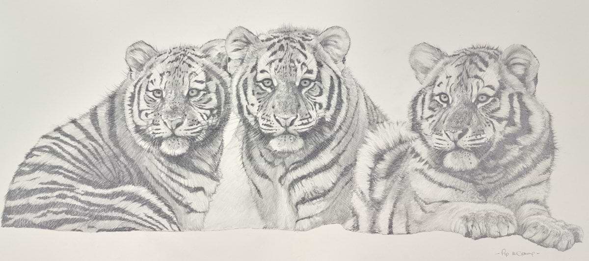 The Tiger Trio
