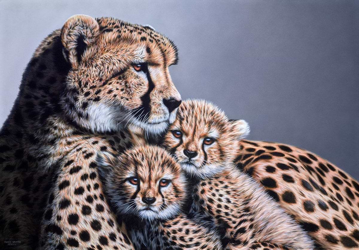 Cheetah