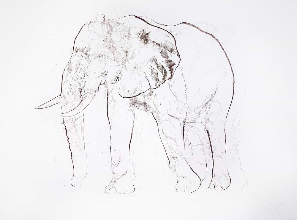Young African Bull Study