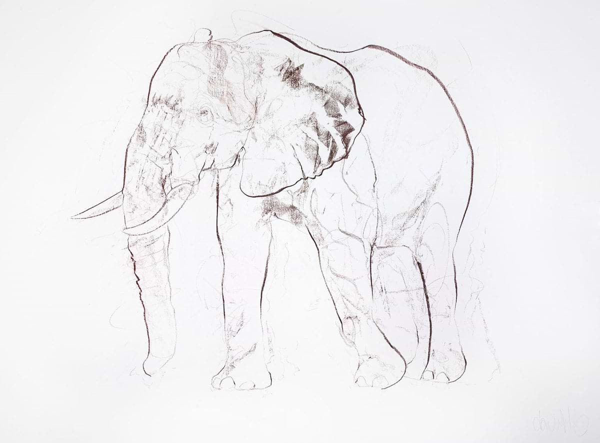 Young African Bull Study