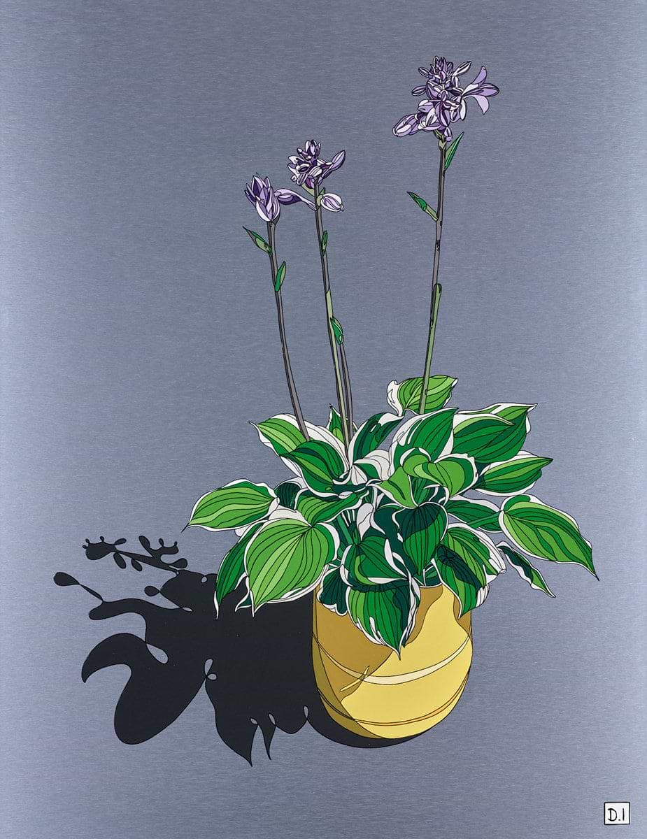 Hosta