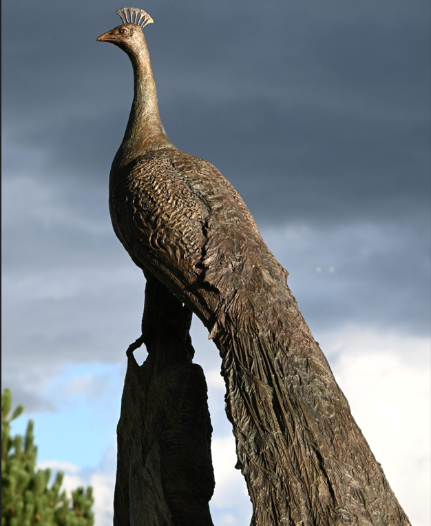 Peacock Life Size 2025