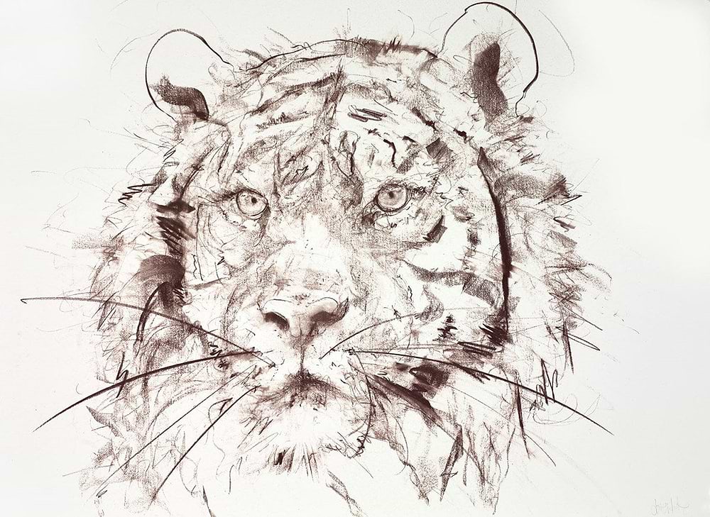 Tiger Study III