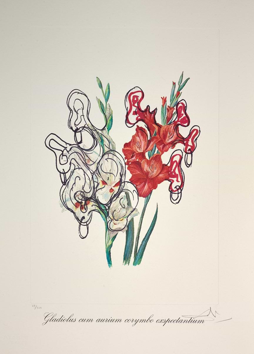 Gladiolus cum aurium corymbo expectantium