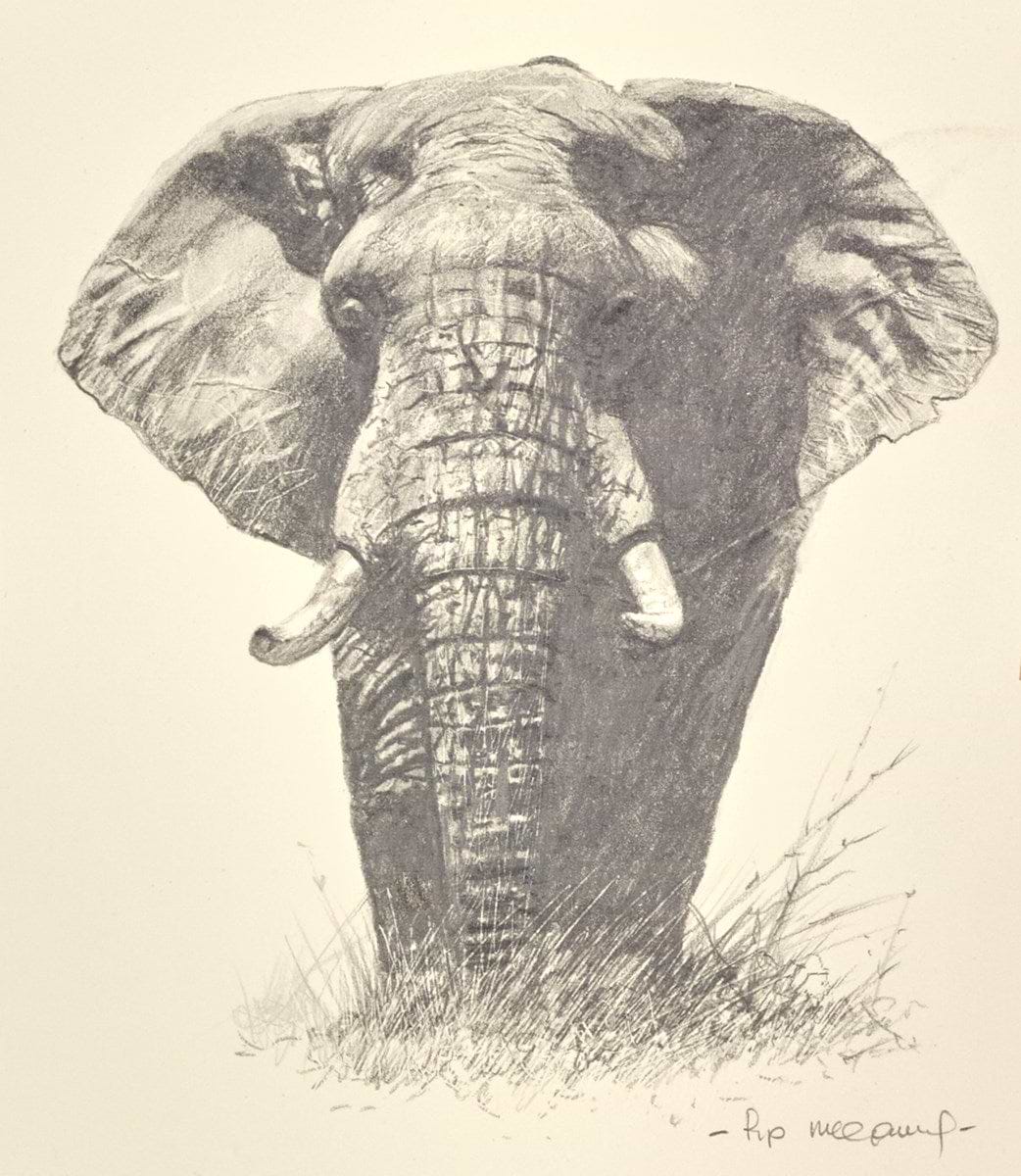 Lone Elephant