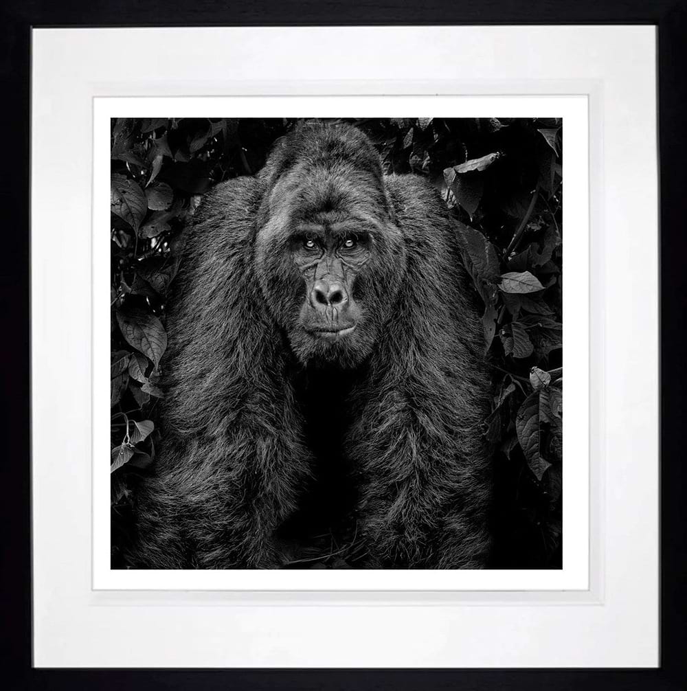 Kong (Framed)