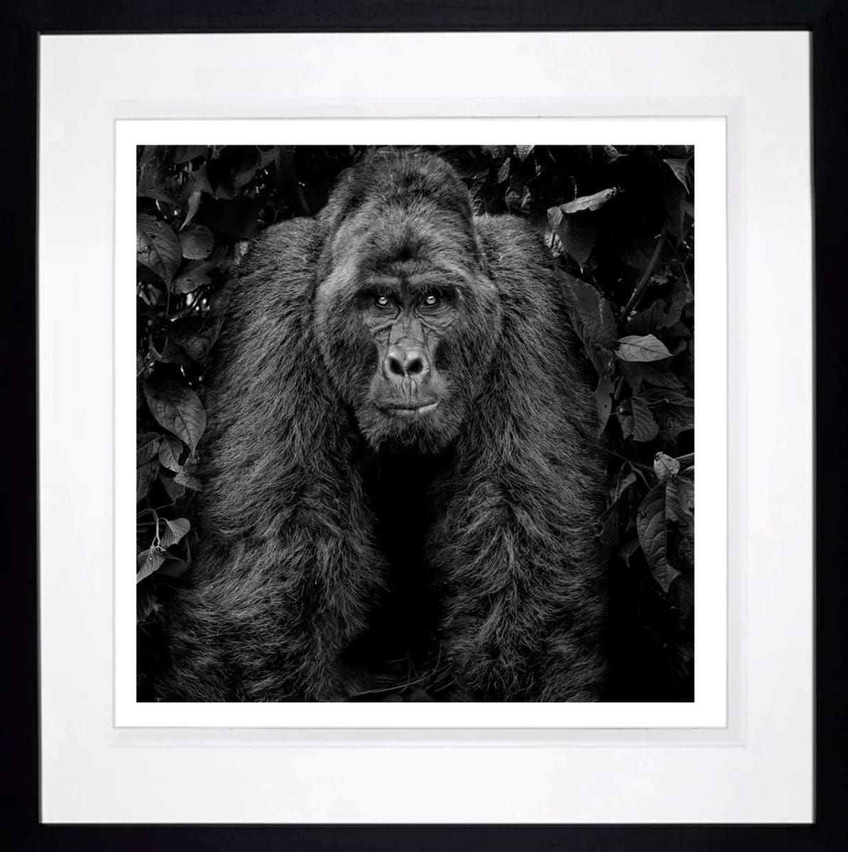 Kong (Framed)