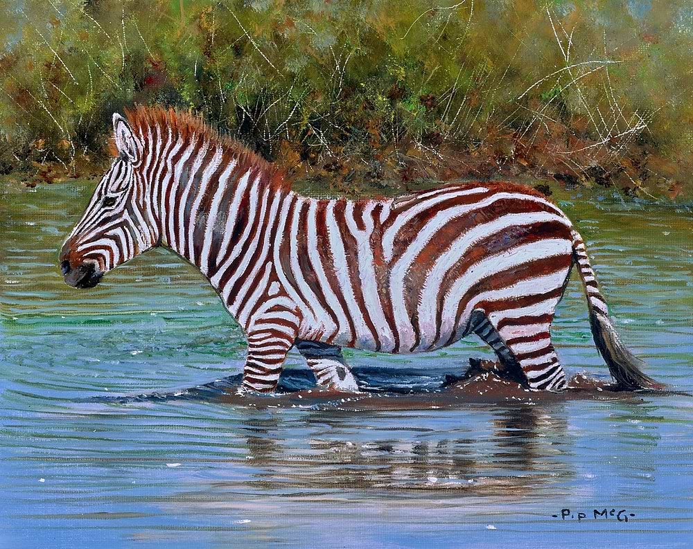 Young Zebra