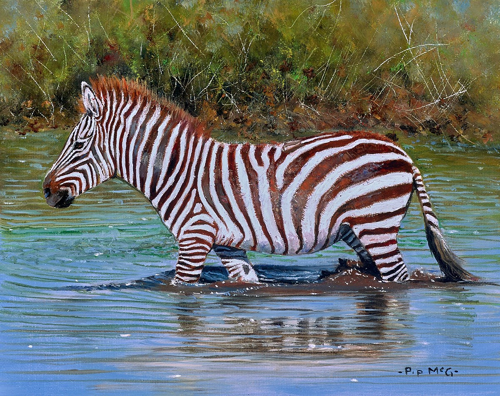 Young Zebra