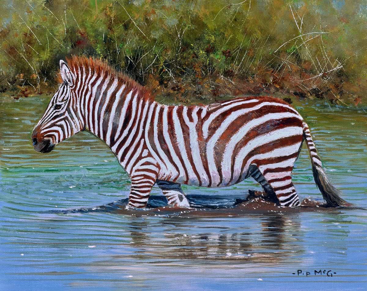 Young Zebra
