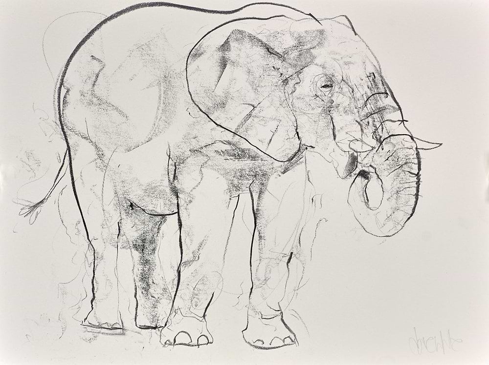 Elephant Study XXIII