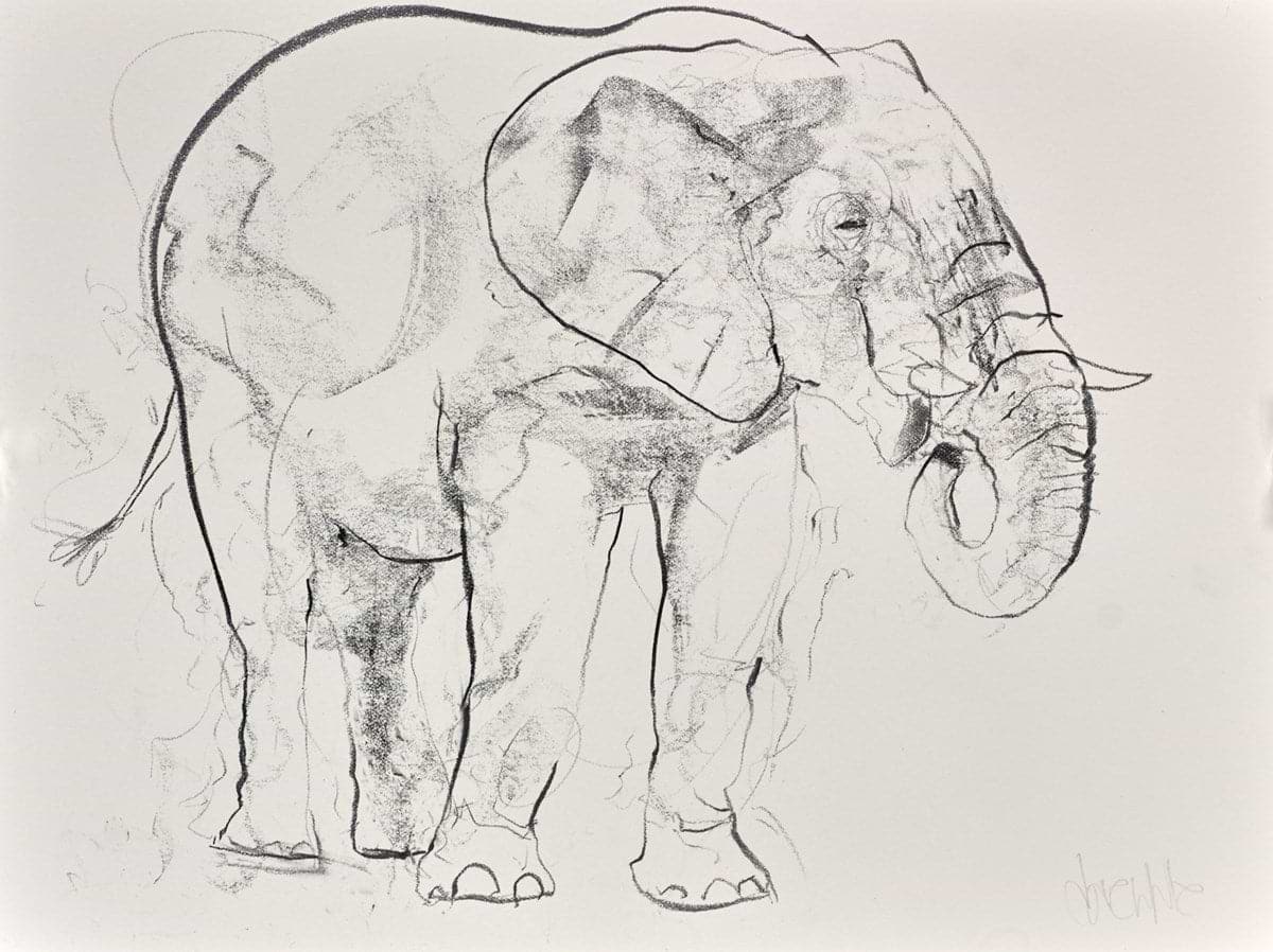 Elephant Study XXIII
