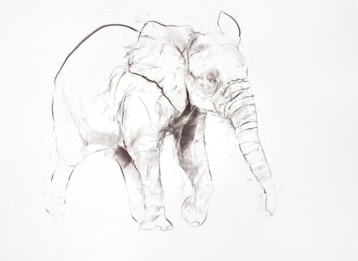 Young Elephant Sketch VIII