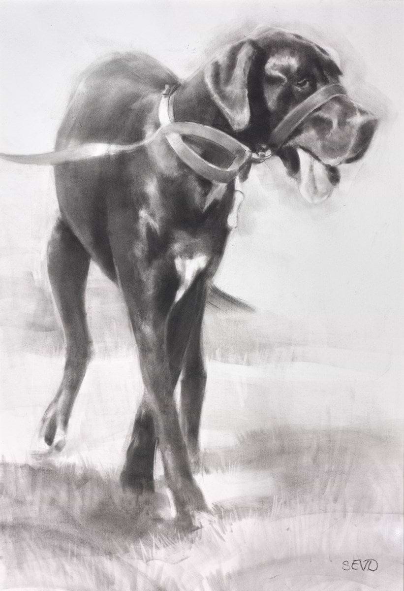 Handsome Boy (Great Dane)