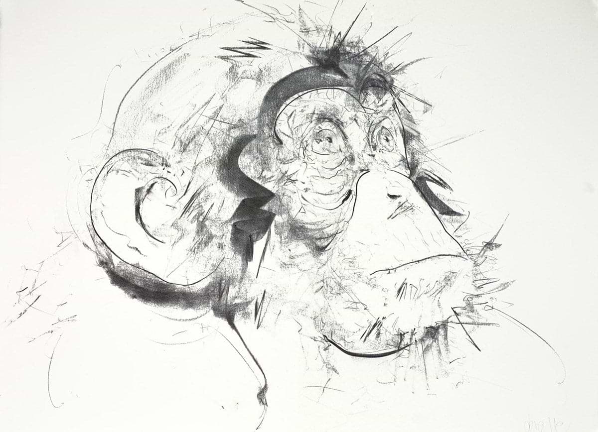 Chimp III (Study)