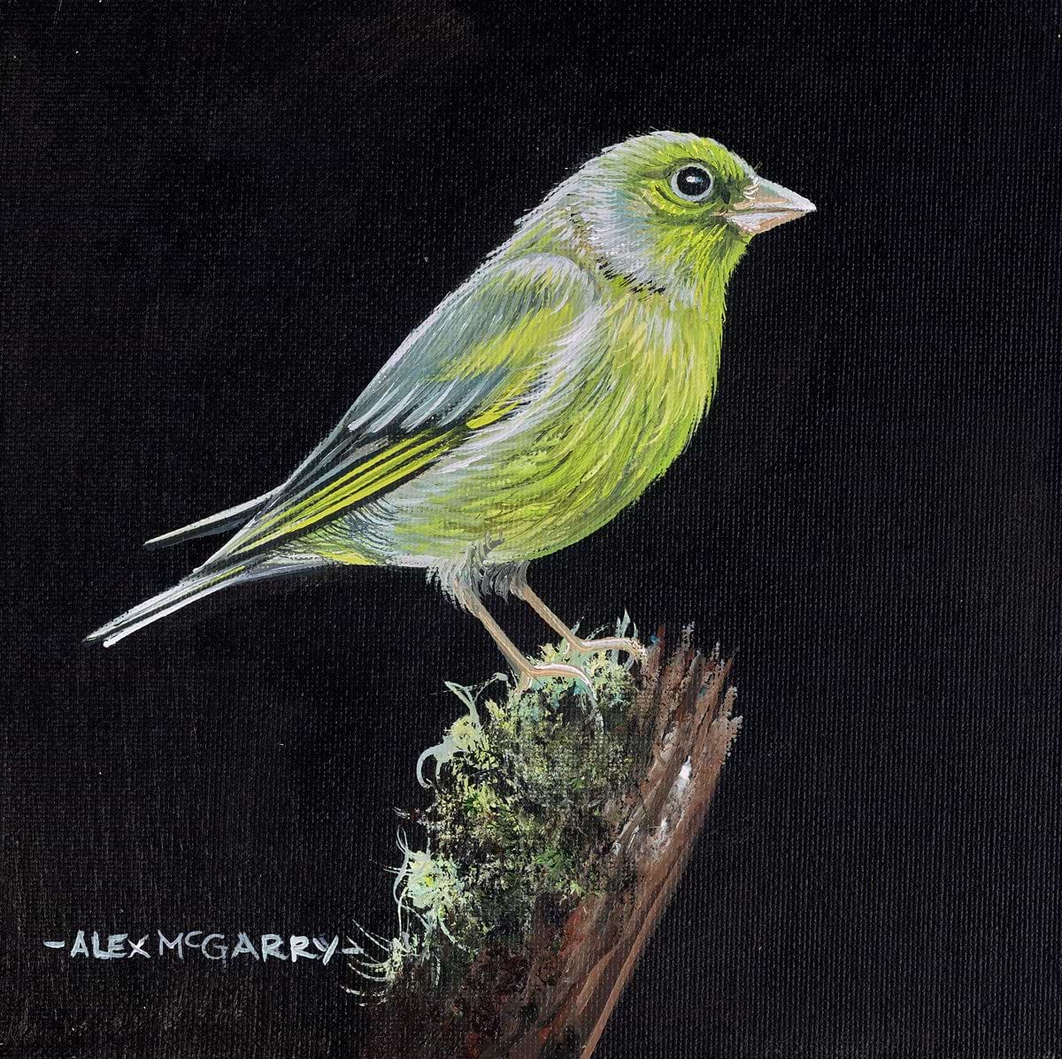 Greenfinch