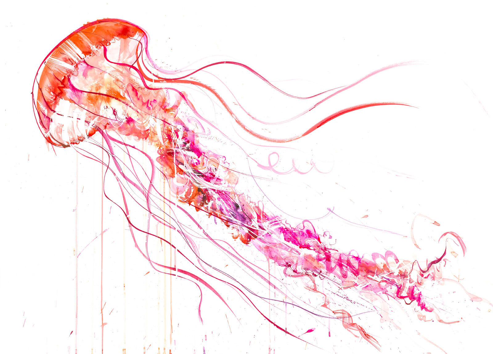 Jellyfish