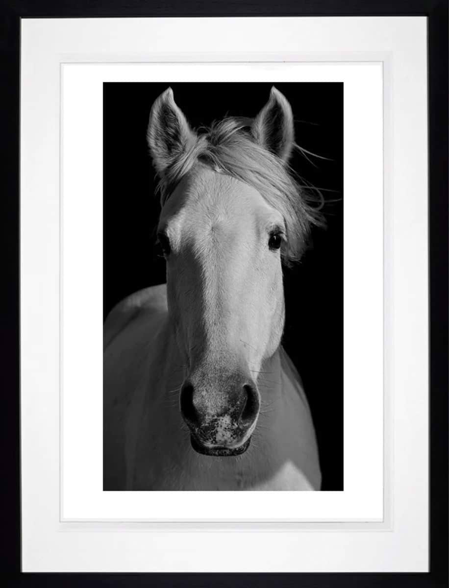 Equus