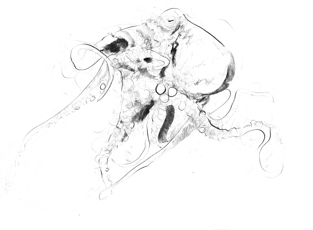 Octopus Study II