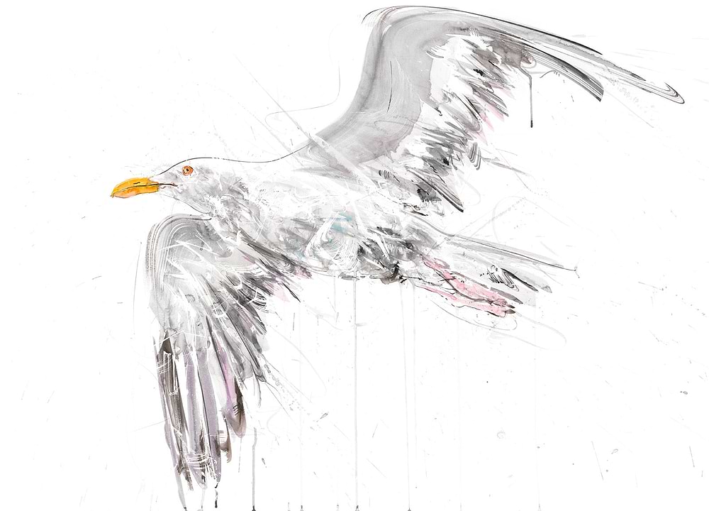 Seagull