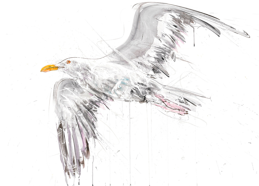 Seagull