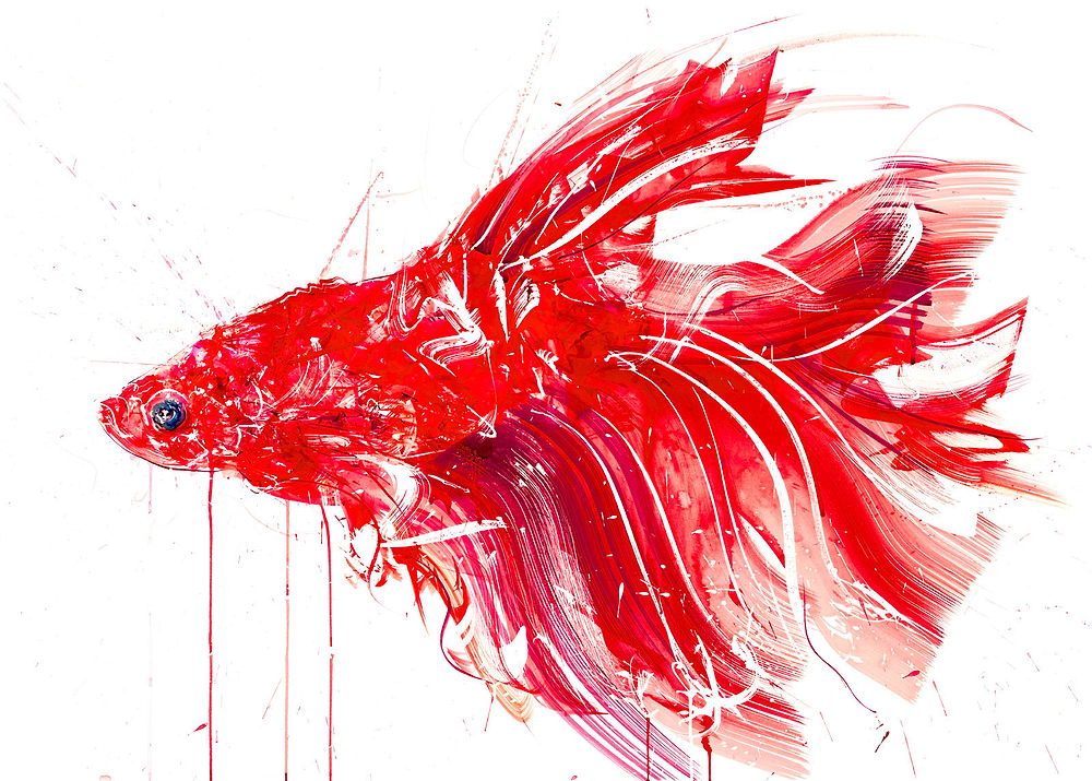 Siamese Fighting Fish