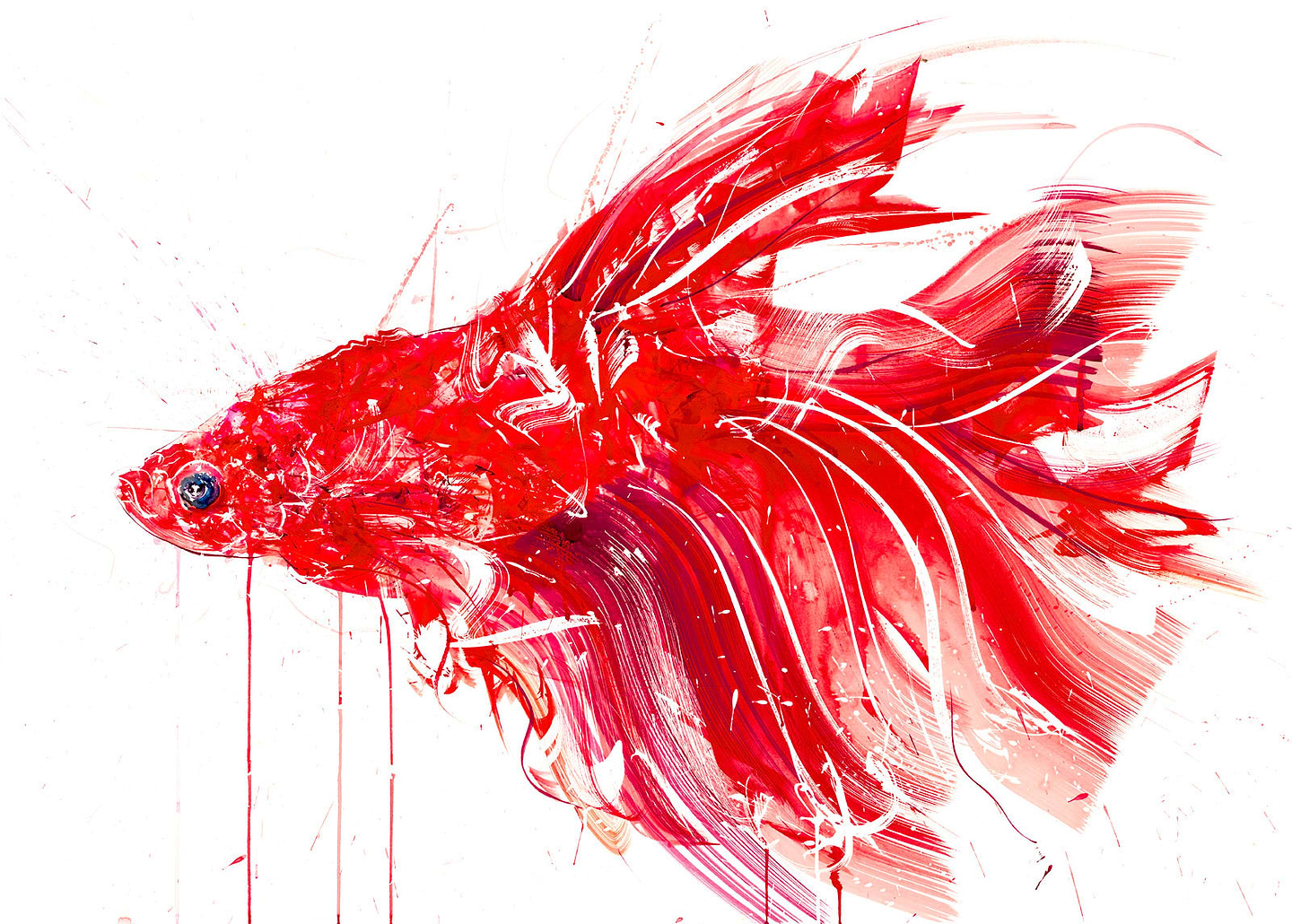 Siamese Fighting Fish