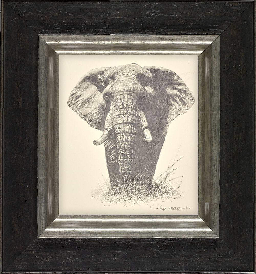Lone Elephant
