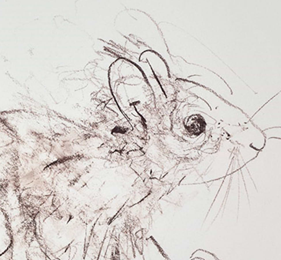 Red Squirrel Sketch II