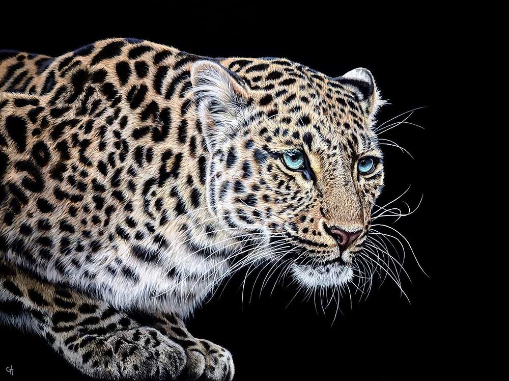 Ready to Pounce