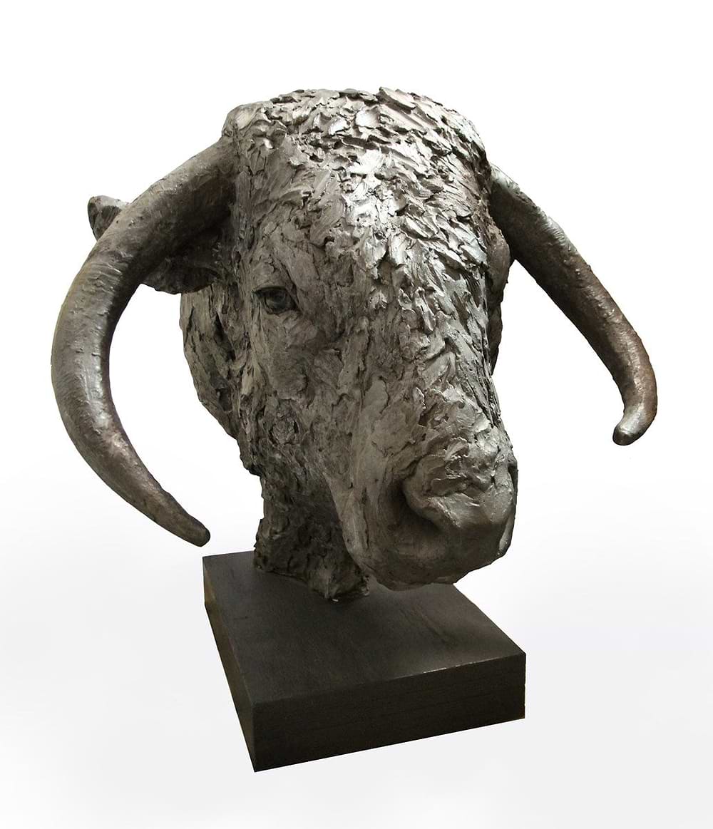 Longhorn Bull Head - 2017