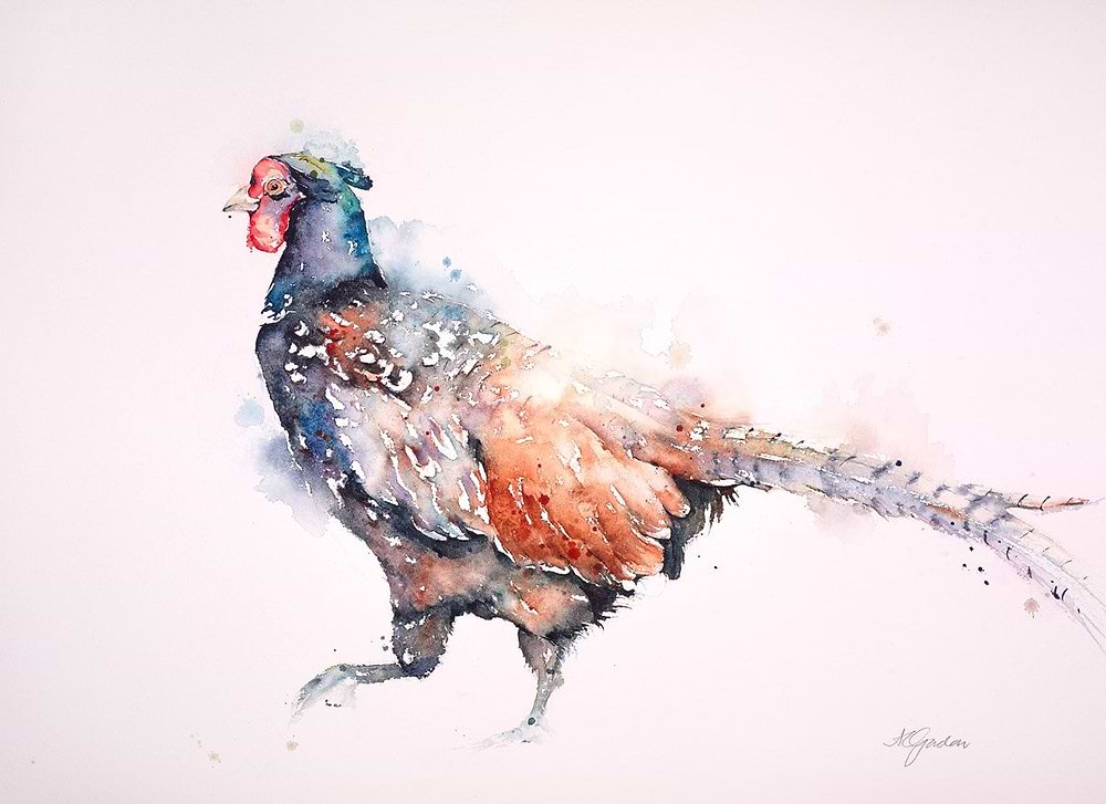 Fine Male Pheasant